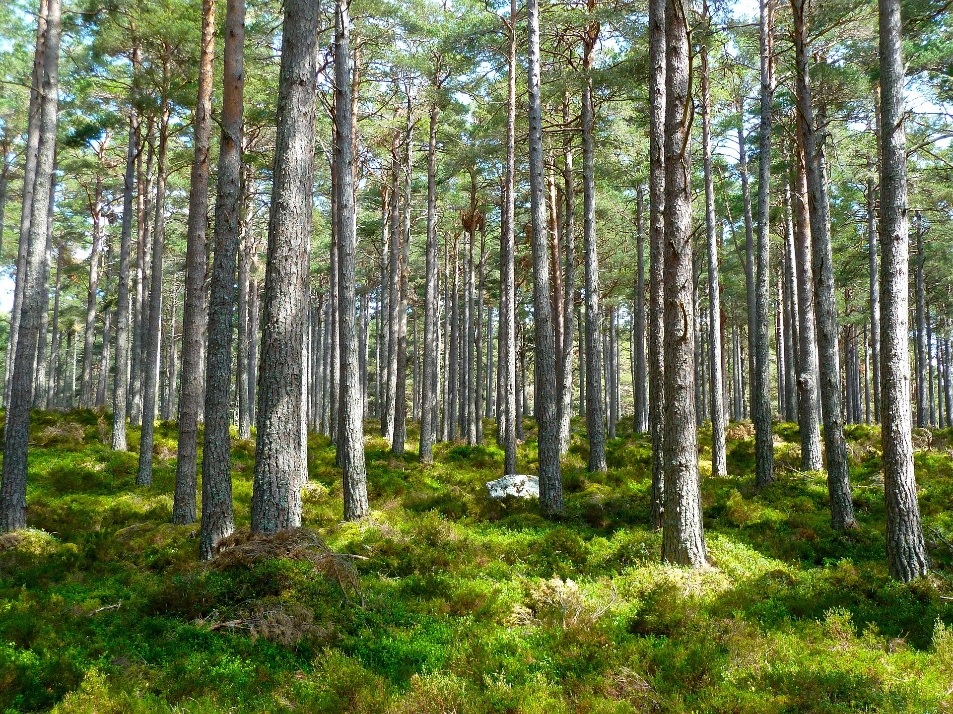 Beautiful grove of trees in the forest with lush green grass underneath