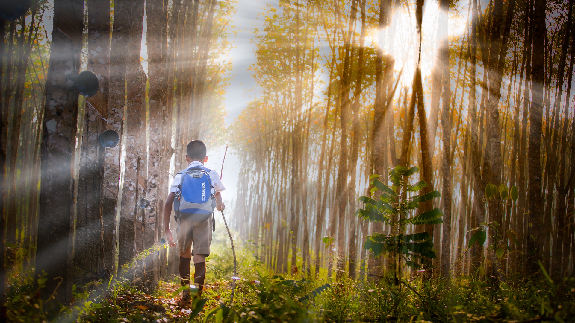 Young boy walking through  sun-dappled forest